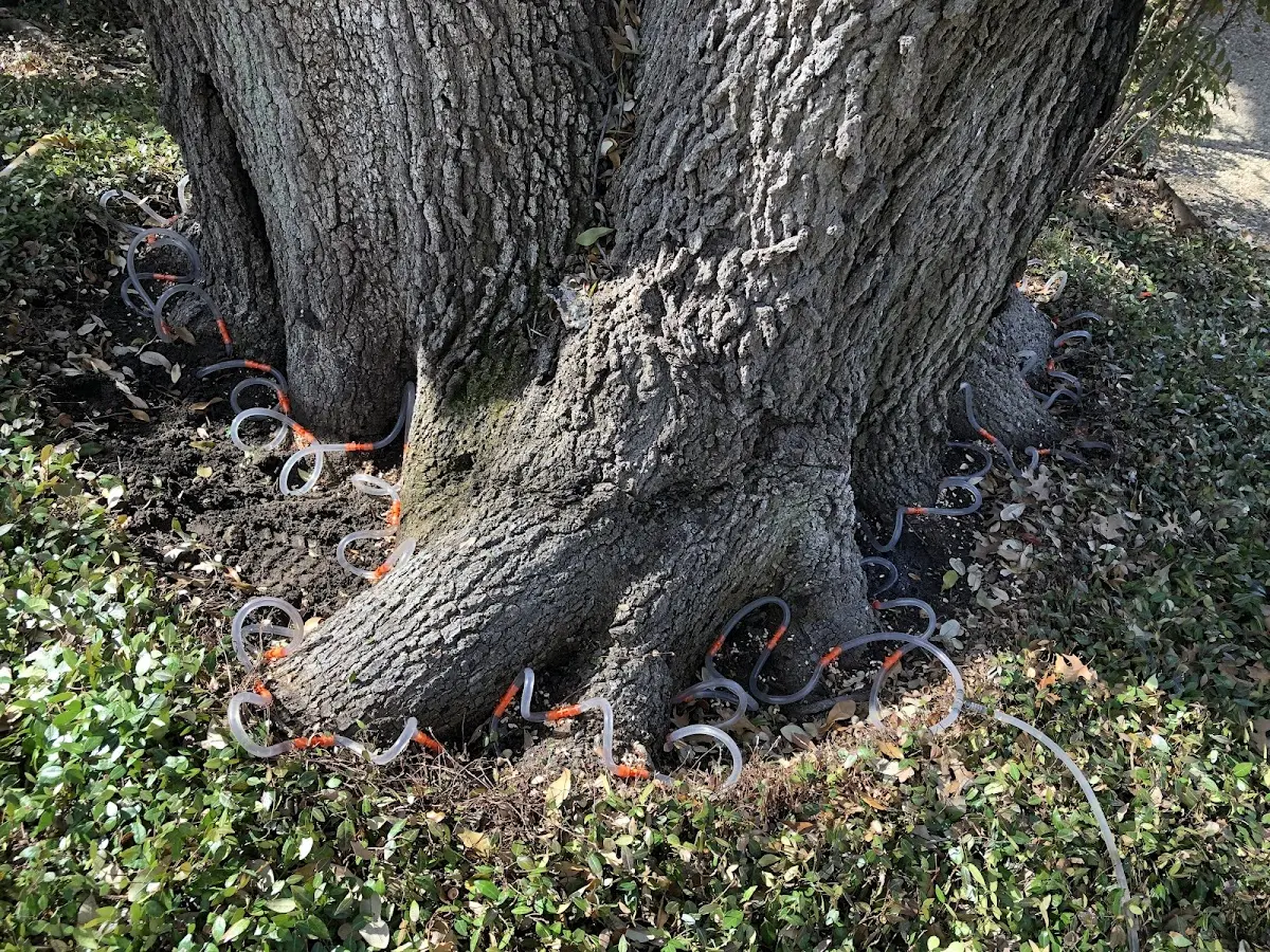 Detailed Tree Cabling and Bracing job site in Mesquite