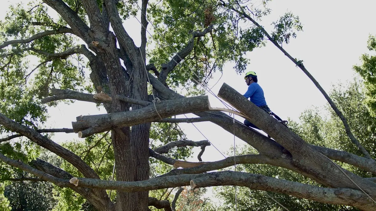 Professional Hazardous Tree Removal performed by certified arborists in Mesquite